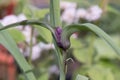 Dayflower Tradescantia andersoniana Concord Grape, budding purple flowers